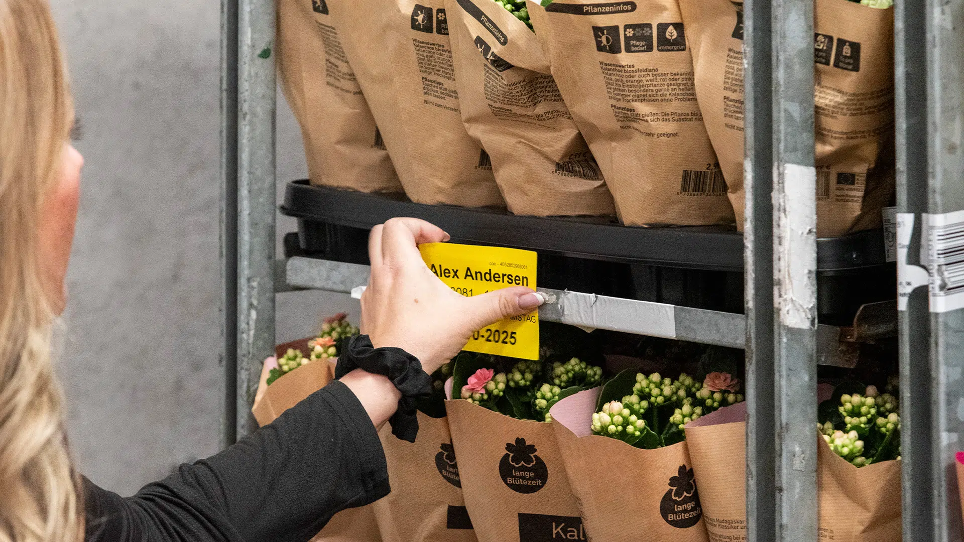 When plants and flowers are to be transported in everything from cold greenhouses to humid packing rooms, this places great demands on the labels. At danblumen, they have found the solution with durable color labels from delfi technologies, which ensures overview, efficiency and control of deliveries.